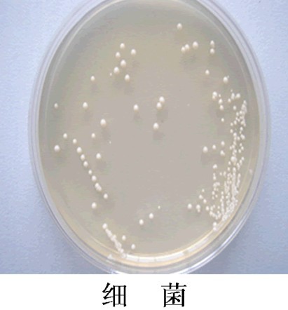 細菌
